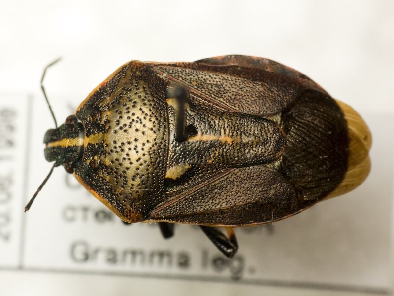 Jalla dumosa (Linnaeus, 1758)